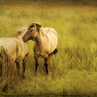 Buy canvas prints of Photo art, Highland ponies by Hugh McKean