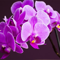 Buy canvas prints of Pink Orchid flowers by Hugh McKean