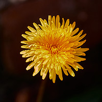 Buy canvas prints of Dandelion (Taraxacum officinale) flower_DSF1593.jp by Hugh McKean