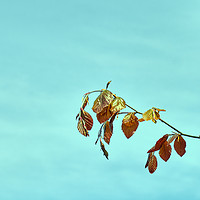 Buy canvas prints of Spring leaves of the Common Beech tree_DSF1673.jpg by Hugh McKean