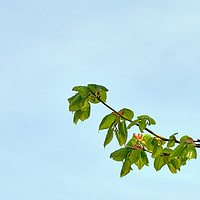Buy canvas prints of Spring leaves of the Small-leaved Lime_DSF1679.jpg by Hugh McKean
