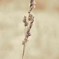 Buy canvas prints of Grass, Cocksfoot, sepia effect by Hugh McKean