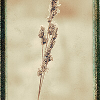 Buy canvas prints of Grass, Cocksfoot, sepia film effect by Hugh McKean