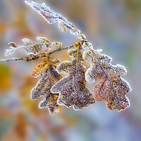 Buy canvas prints of Frost covered Oak leaves by Hugh McKean