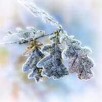 Buy canvas prints of Frost covered Oak leaves by Hugh McKean