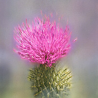 Buy canvas prints of Spear Thistle (Cirsium vulgare)  by Hugh McKean