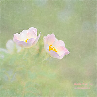 Buy canvas prints of Photo art, White dog rose (Rosa canina)  by Hugh McKean