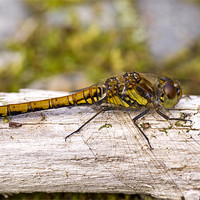 Buy canvas prints of Common Darter dragonfly female by Hugh McKean