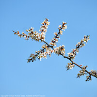 Buy canvas prints of Blackthorn blossom, Prunus spinosa  by Hugh McKean