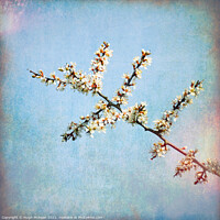 Buy canvas prints of Photo art Blackthorn blossom, Prunus spinosa by Hugh McKean