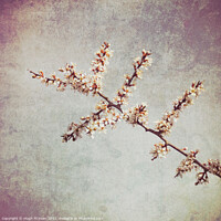 Buy canvas prints of Photo art Blackthorn blossom, Prunus spinosa by Hugh McKean