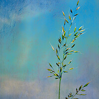 Buy canvas prints of Photo art, Bristle oat (Avena strigosa) by Hugh McKean