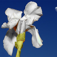 Buy canvas prints of White Iris in the moonlight by David (Dai) Meacham