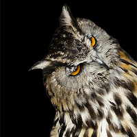 Buy canvas prints of Owl by David (Dai) Meacham