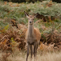 Buy canvas prints of Red deer in Bushy Park by Catherine Fowler