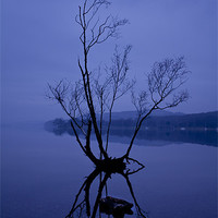 Buy canvas prints of Lone tree on Coniston by Catherine Fowler