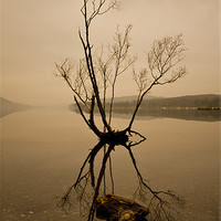 Buy canvas prints of Lone Tree on Coniston #2 by Catherine Fowler