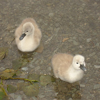 Buy canvas prints of Cygnets testing the water by Catherine Fowler