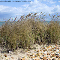Buy canvas prints of Beach Grass by Catherine Fowler