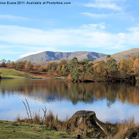 Buy canvas prints of Tarn Hows #1 by Catherine Fowler