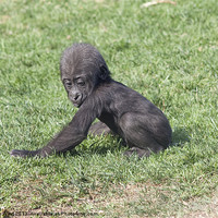 Buy canvas prints of Baby Gorilla by Peter West