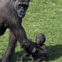 Buy canvas prints of Baby Gorilla and Mum by Peter West