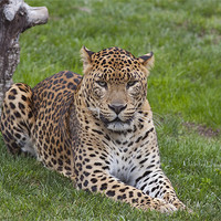 Buy canvas prints of Leopard stare by Peter West