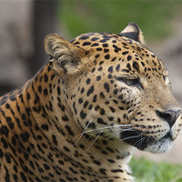 Buy canvas prints of Leopard Head by Peter West