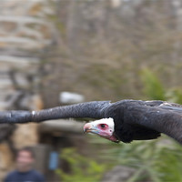 Buy canvas prints of Flying Vulture by Peter West