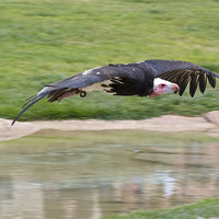 Buy canvas prints of Vulture by Peter West