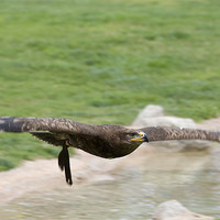 Buy canvas prints of Eagle in flight by Peter West