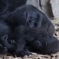 Buy canvas prints of Gorilla with baby by Peter West