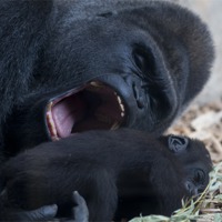 Buy canvas prints of Gorilla with baby by Peter West