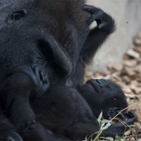 Buy canvas prints of Gorilla with baby 3 by Peter West