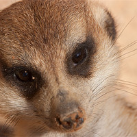 Buy canvas prints of Meercat Smile by Peter West