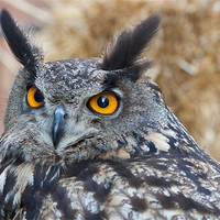 Buy canvas prints of Eagle Owl by Peter West