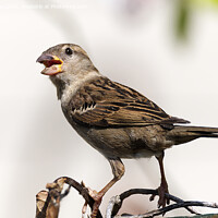 Buy canvas prints of Female House Sparrow by Chris Day