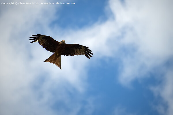 Red Kite Picture Board by Chris Day