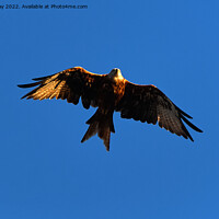 Buy canvas prints of Red Kite by Chris Day