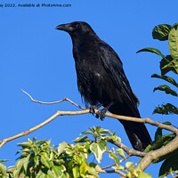 Buy canvas prints of Caw said the Crow by Chris Day