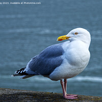 Buy canvas prints of Herring Gull by Chris Day
