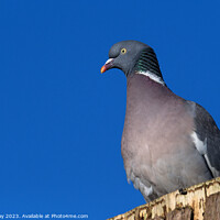 Buy canvas prints of Woodpigeon by Chris Day