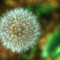 Buy canvas prints of Dandelion Seed Head by Chris Day
