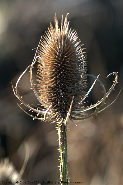 Teasel Picture Board by Chris Day