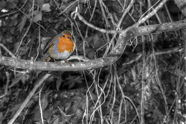 Robin Picture Board by Chris Day