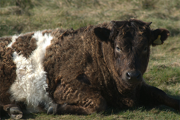 Galloway Shetland cross cow Picture Board by Chris Day