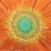 Buy canvas prints of Gerbera by Chris Day