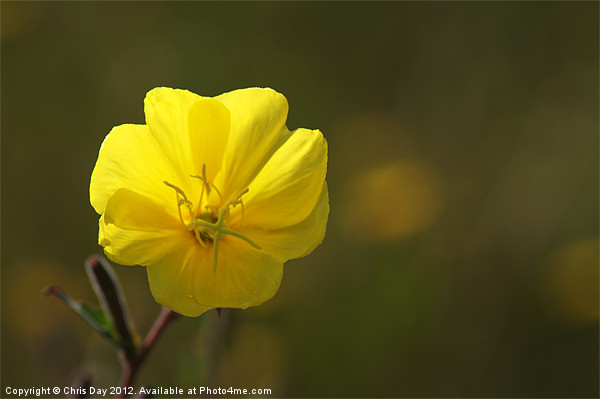 Yellow wild flower Picture Board by Chris Day