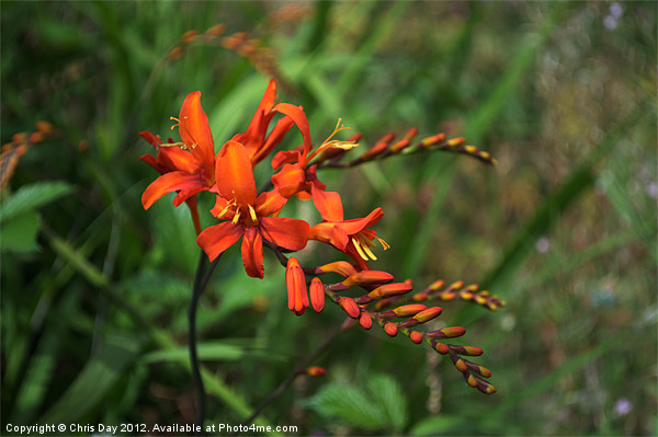 Crocosmia Picture Board by Chris Day