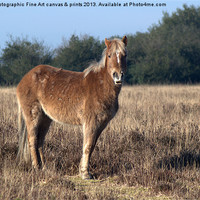 Buy canvas prints of New Forest Pony by Chris Day